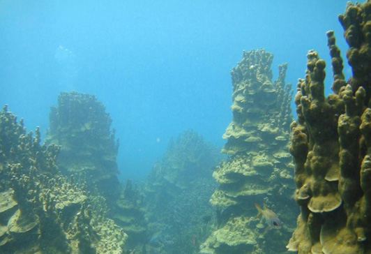 東沙島附近的聯合微孔珊瑚