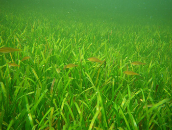 東沙海草床擁有生物多樣性功能