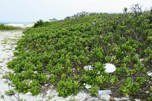 草海桐