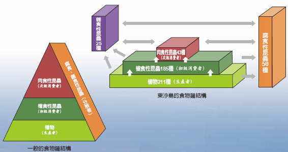 一般的食物鏈結構及東沙島的食物鏈結構