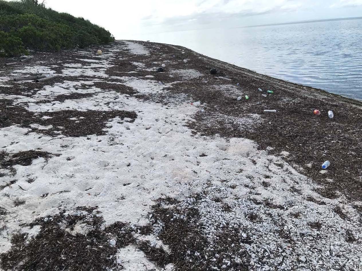 北岸N3海灘廢棄物調查前情形