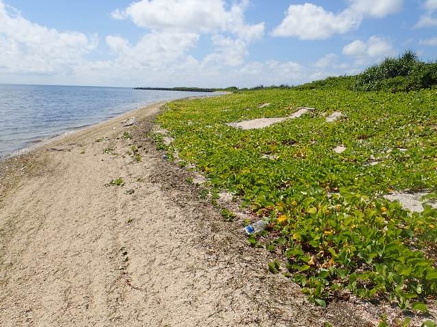 北岸N1海灘廢棄物調查前情形