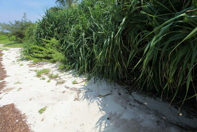 東沙遺址